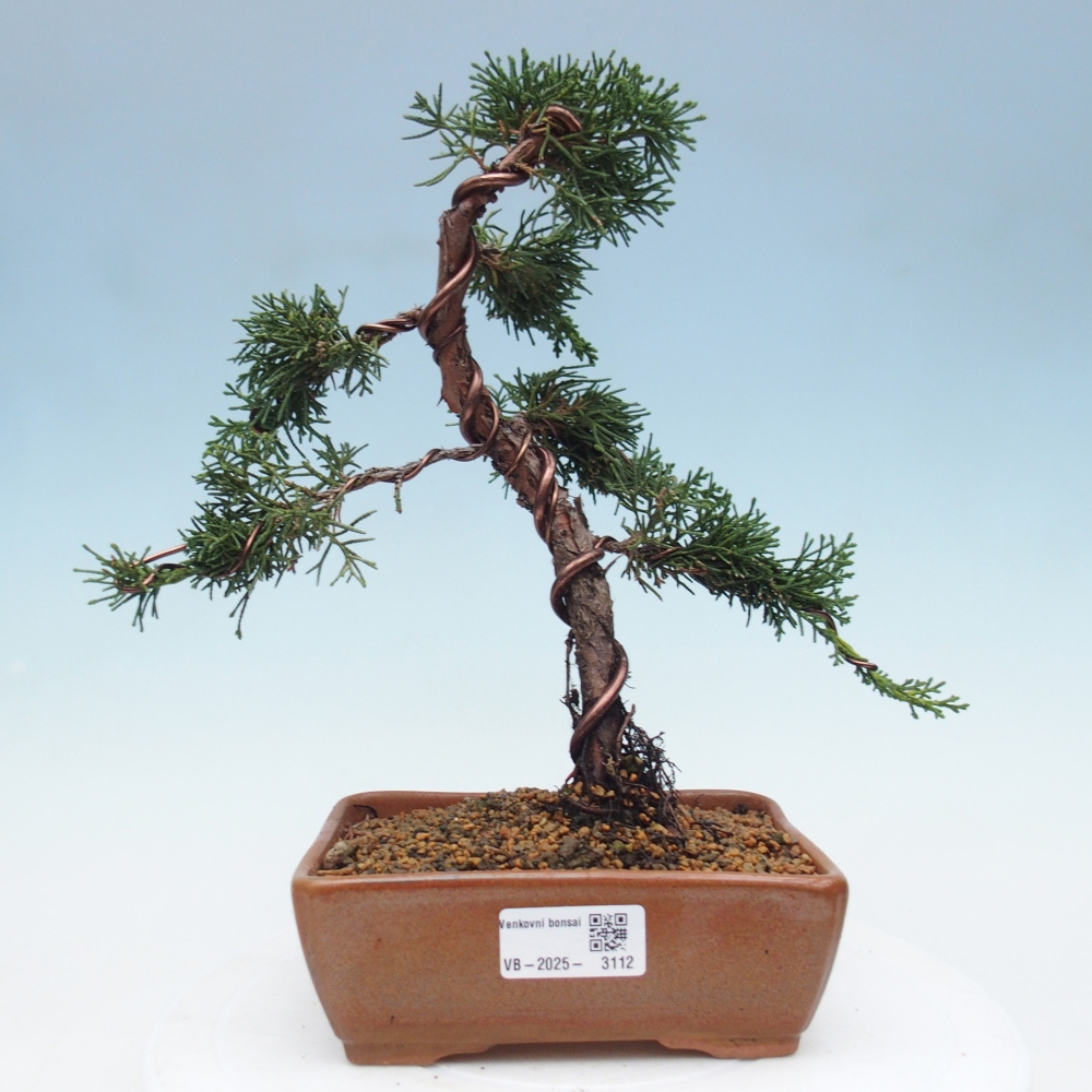Kültéri bonsai - Juniperus chinensis Kishu