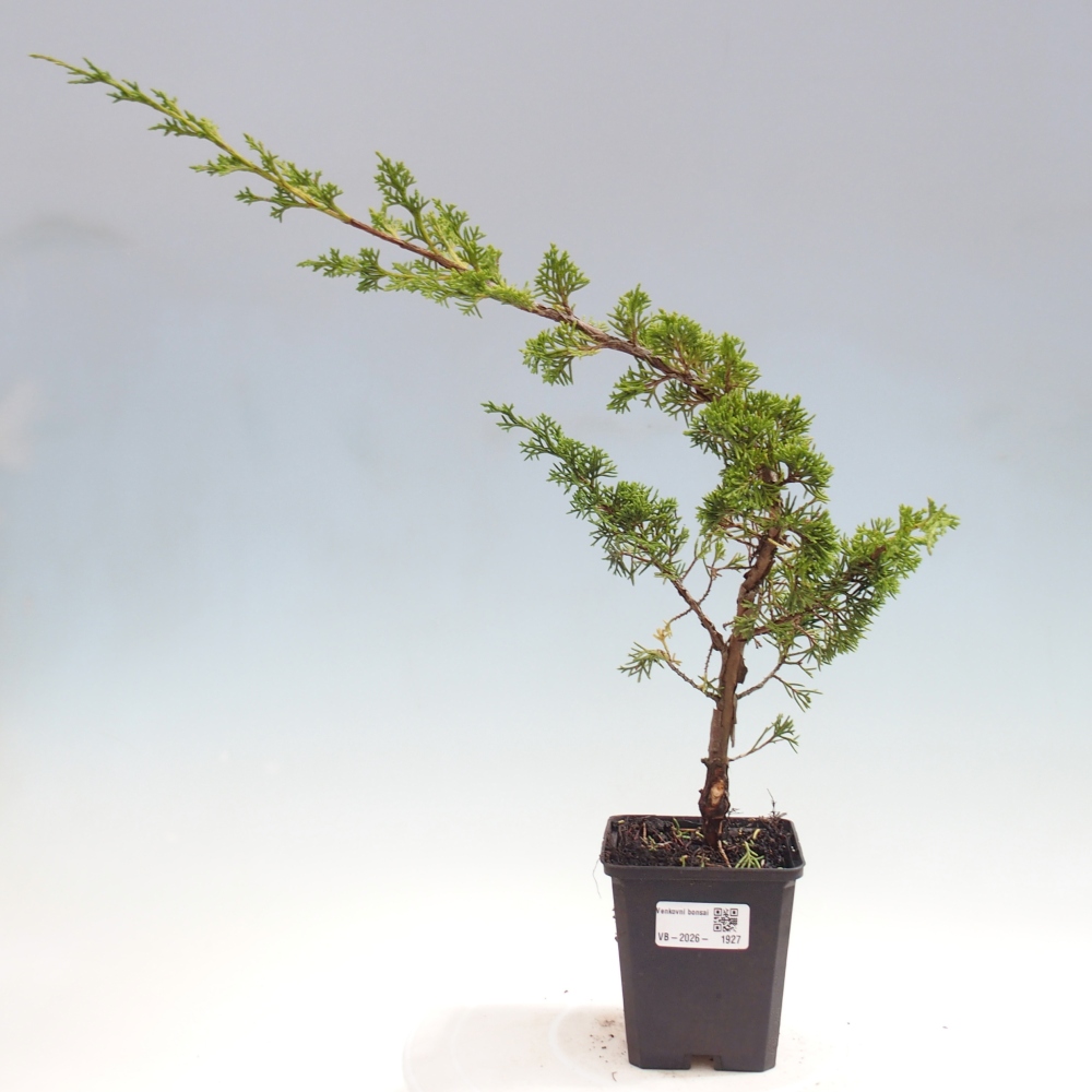 Kültéri bonsai - Juniperus chinensis Itoigawa