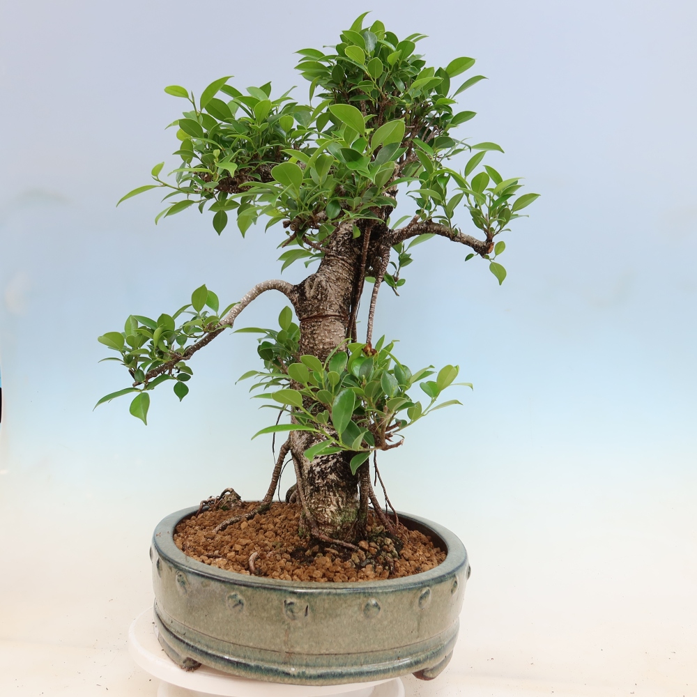 Szobai bonsai - Ficus kimmen - kislevelű fikusz