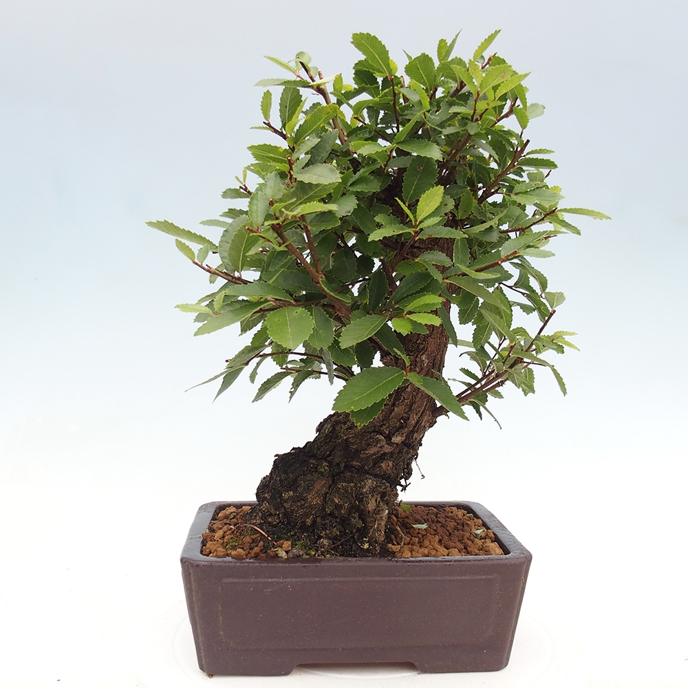 Kültéri bonsai - Zelkova - Zelkova NIRE