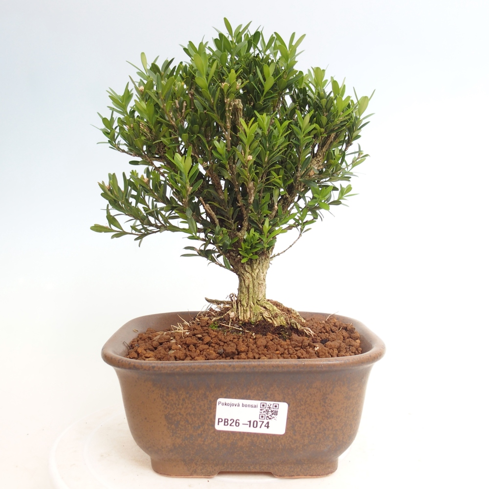 Szobai bonsai - Buxus harlandii - parafa buxus