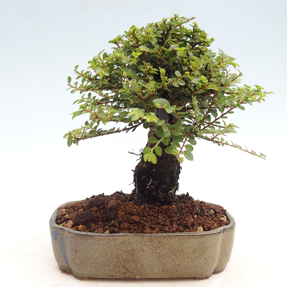 Kültéri bonsai - Ulmus parvifolia Hokkaido - Kínai szil - Ulmus parvifolia Hokkaido