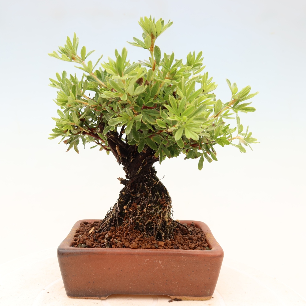 Kültéri bonsai - Potentila fruticosa