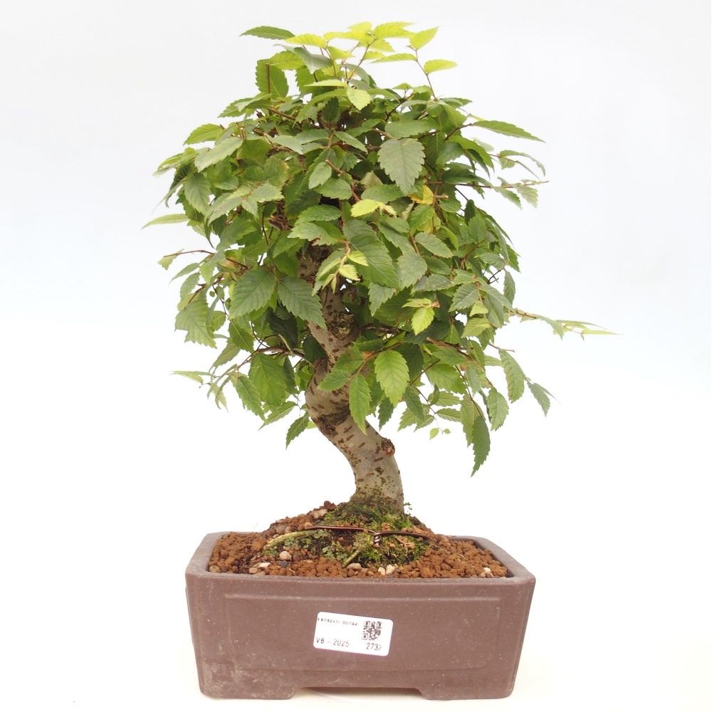 Kültéri bonsai - Zelkova - Zelkova NIRE