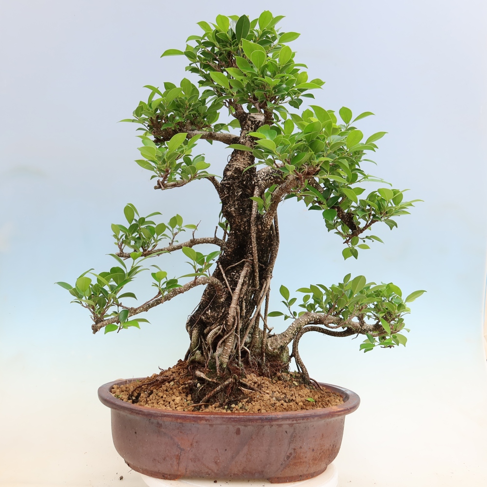 Szobai bonsai - Ficus kimmen - kislevelű fikusz