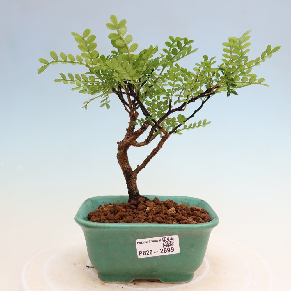Szobai bonsai - Zantoxylum piperitum - borsfa