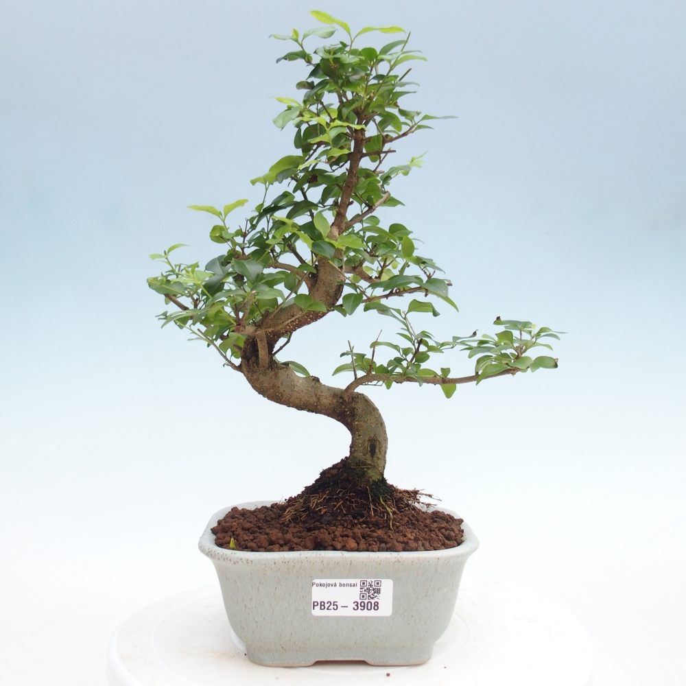 Szobai bonsai -Ligustrum chinensis - Madárcsőr