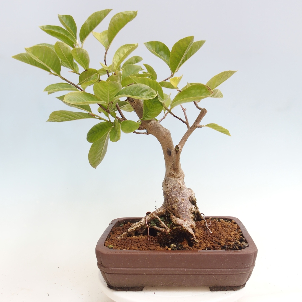 Kültéri bonsai - Magnolia Gold Star - Magnolia