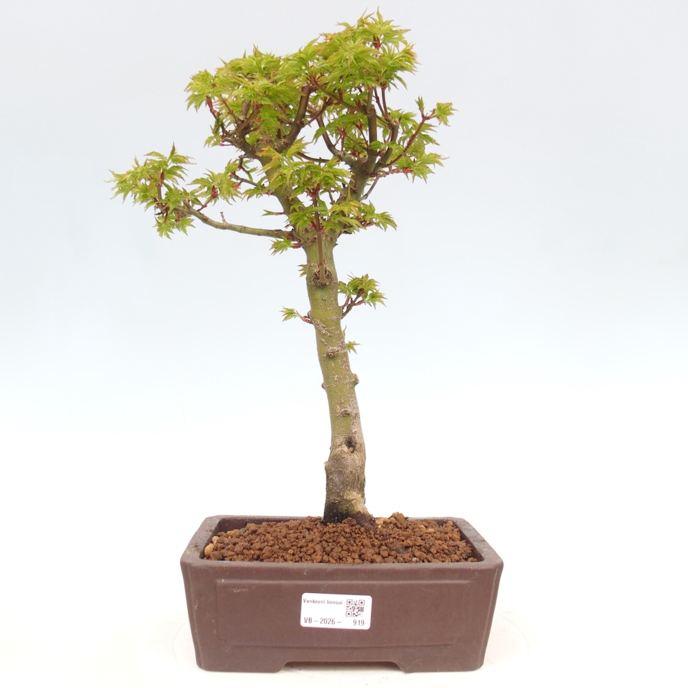 Kültéri bonsai -Javor pálma Acer palmatum Shishigashira