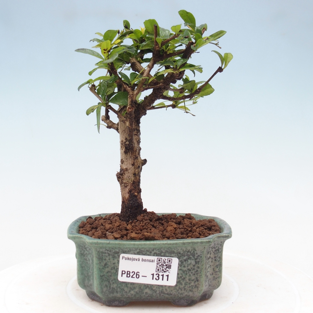 Szobai bonsai - Carmona macrophylla - Tea fuki