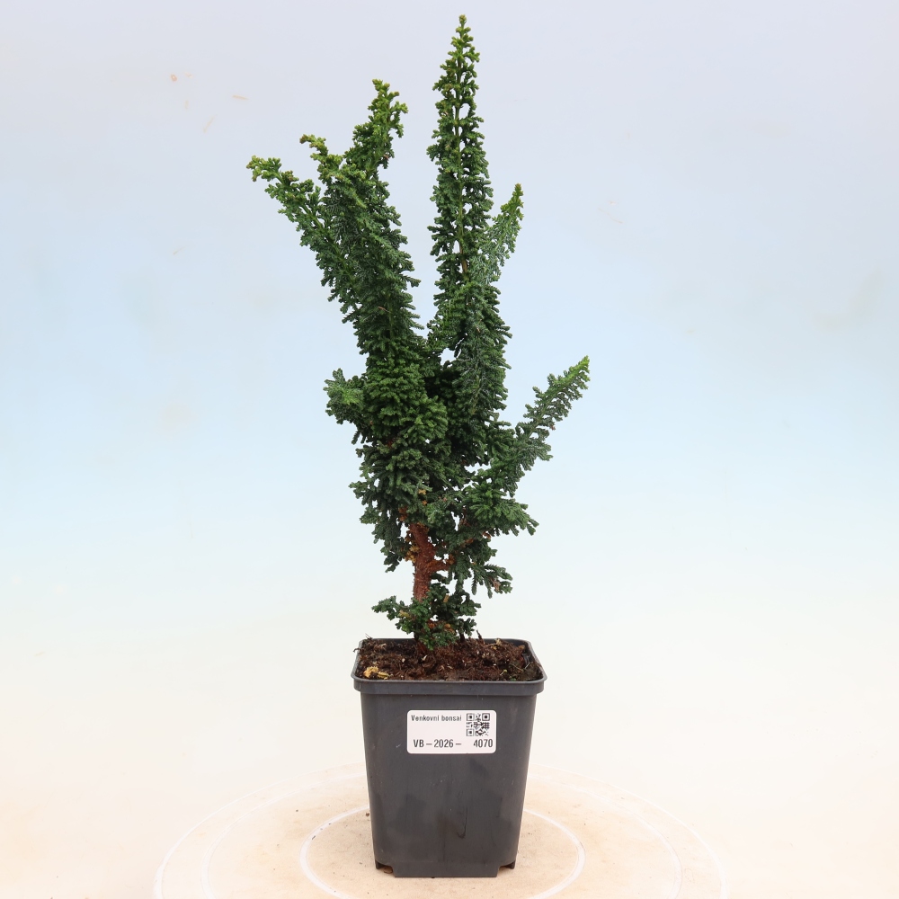 Kültéri bonsai - Cham. obtusa SEKKA HINOKI - Cifra ciprus