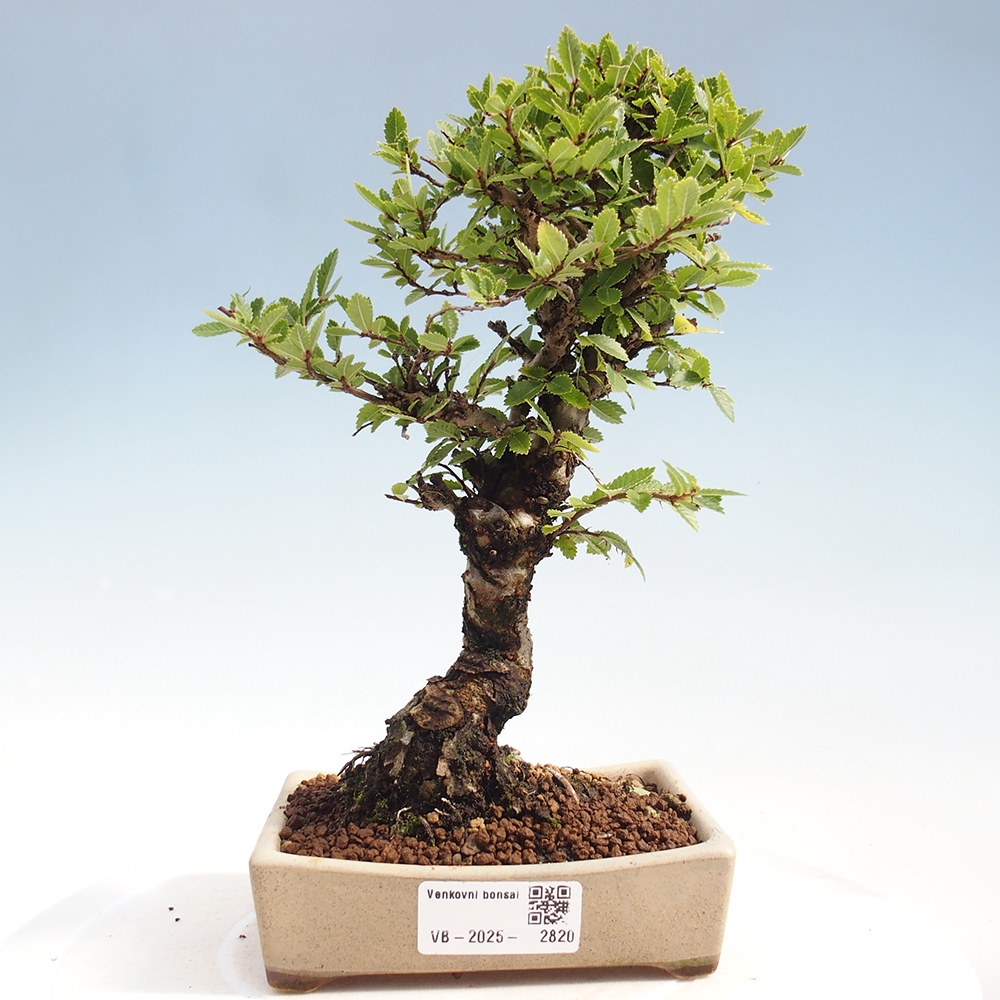 Kültéri bonsai - Zelkova - Zelkova NIRE
