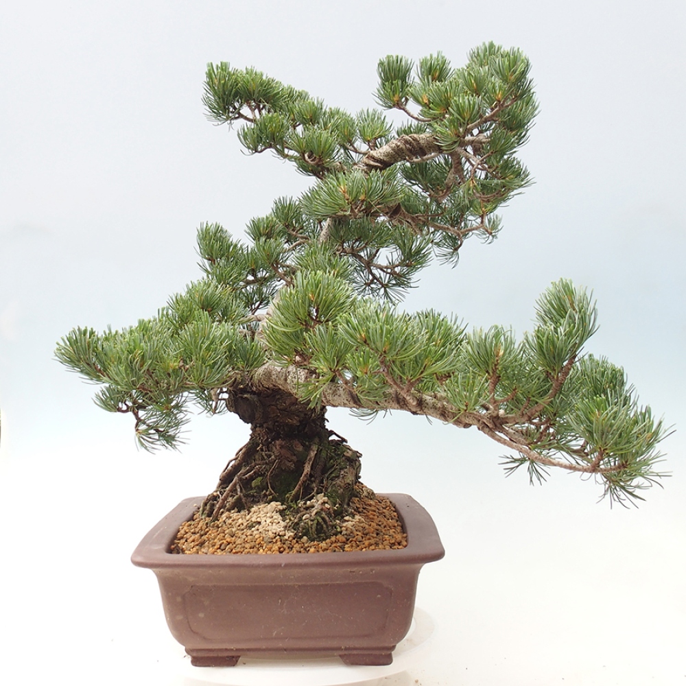 Kültéri bonsai - Pinus parviflora - Pinus parviflora
