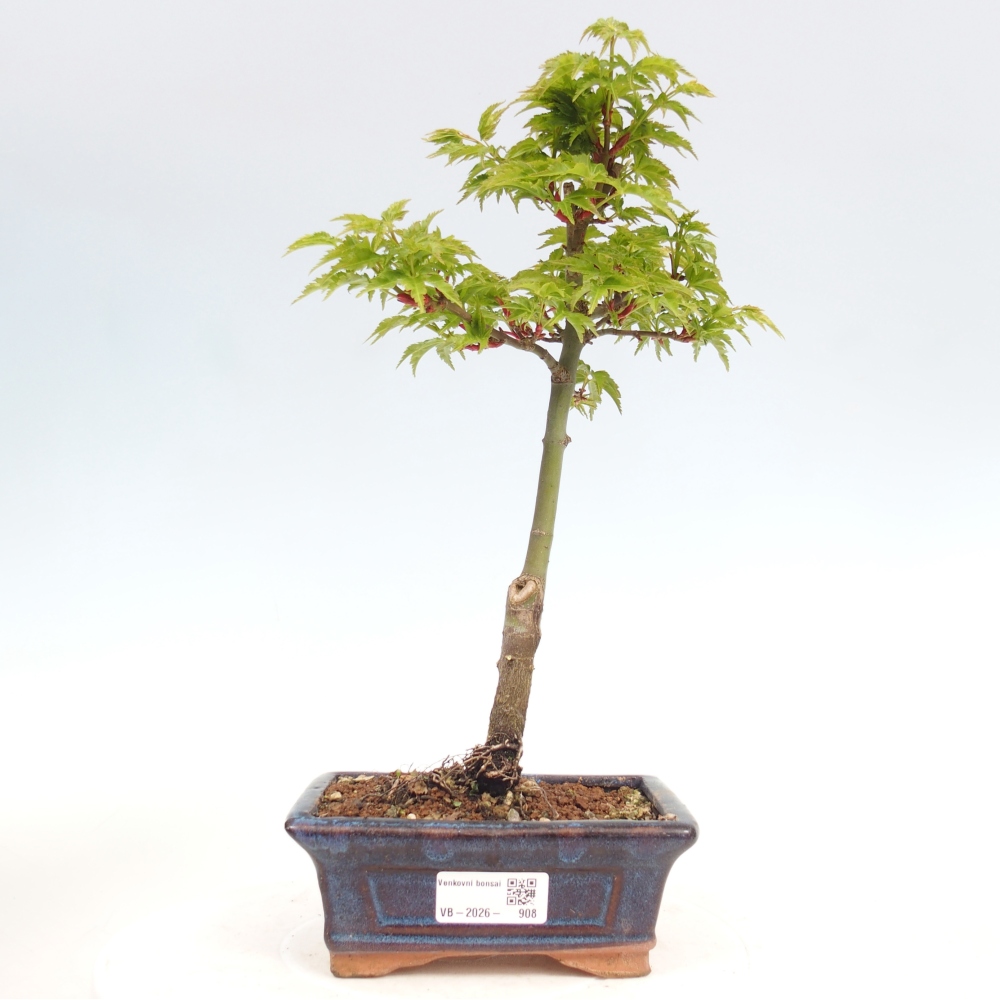 Kültéri bonsai -Javor kis levelű SHISHIGASHIRA