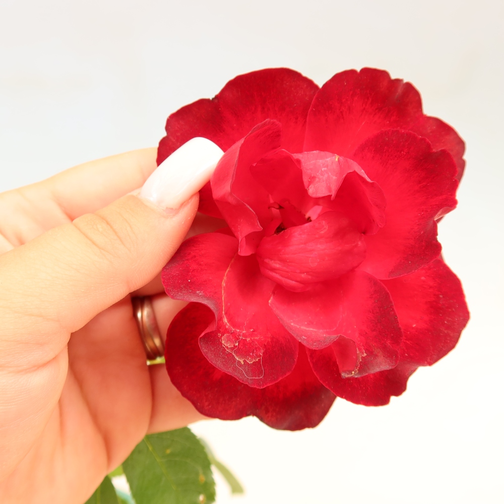 Kültéri bonsai - Rosa Kordes - rózsa