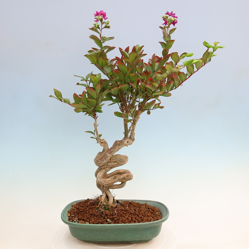 Szobabonsai – Lagerstroemia indica – indiai orgona