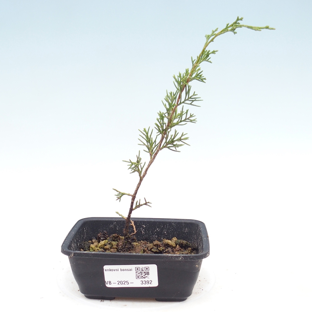 Kültéri bonsai - Juniperus chinensis Itoigawa