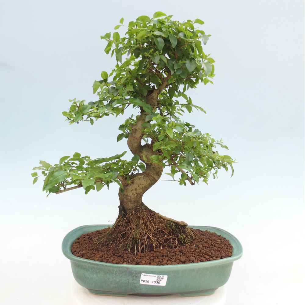 Szobai bonsai -Ligustrum chinensis - Madárcsőr