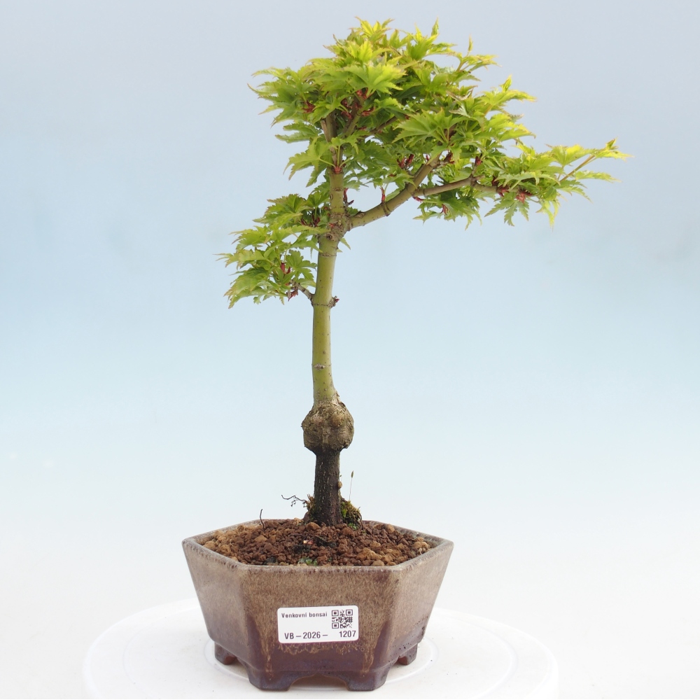 Kültéri bonsai -Javor pálma Acer palmatum Shishigashira