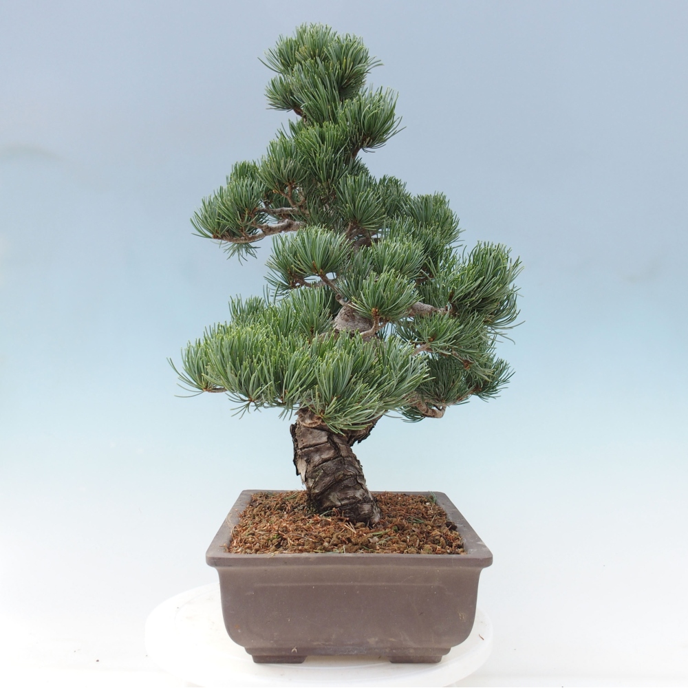 Kültéri bonsai - Pinus parviflora - Pinus parviflora