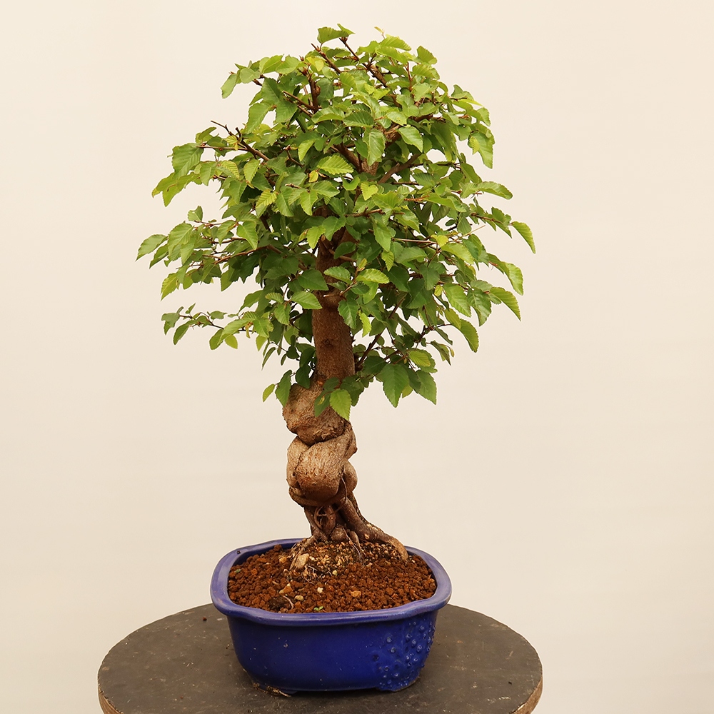 Kültéri bonsai -Carpinus Coreana - Koreai gyertyánfa