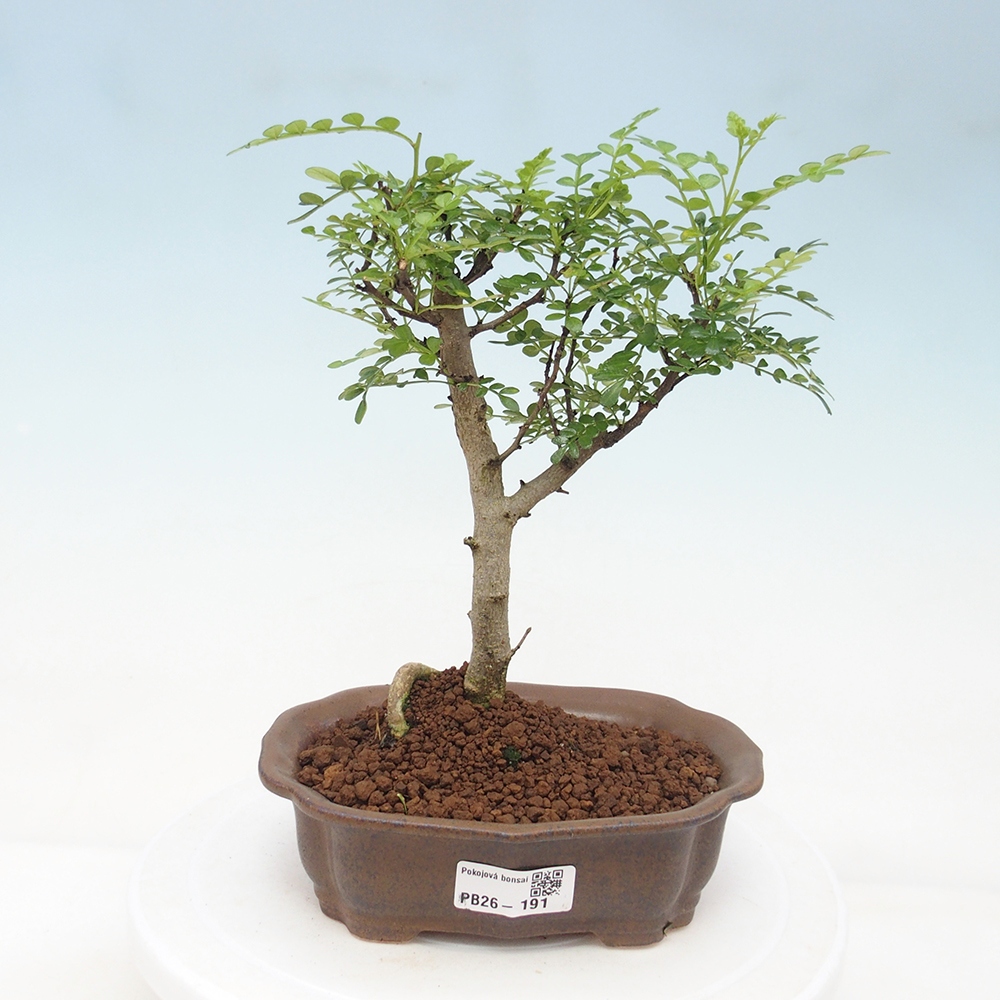 Szobai bonsai - Zantoxylum piperitum - borsfa