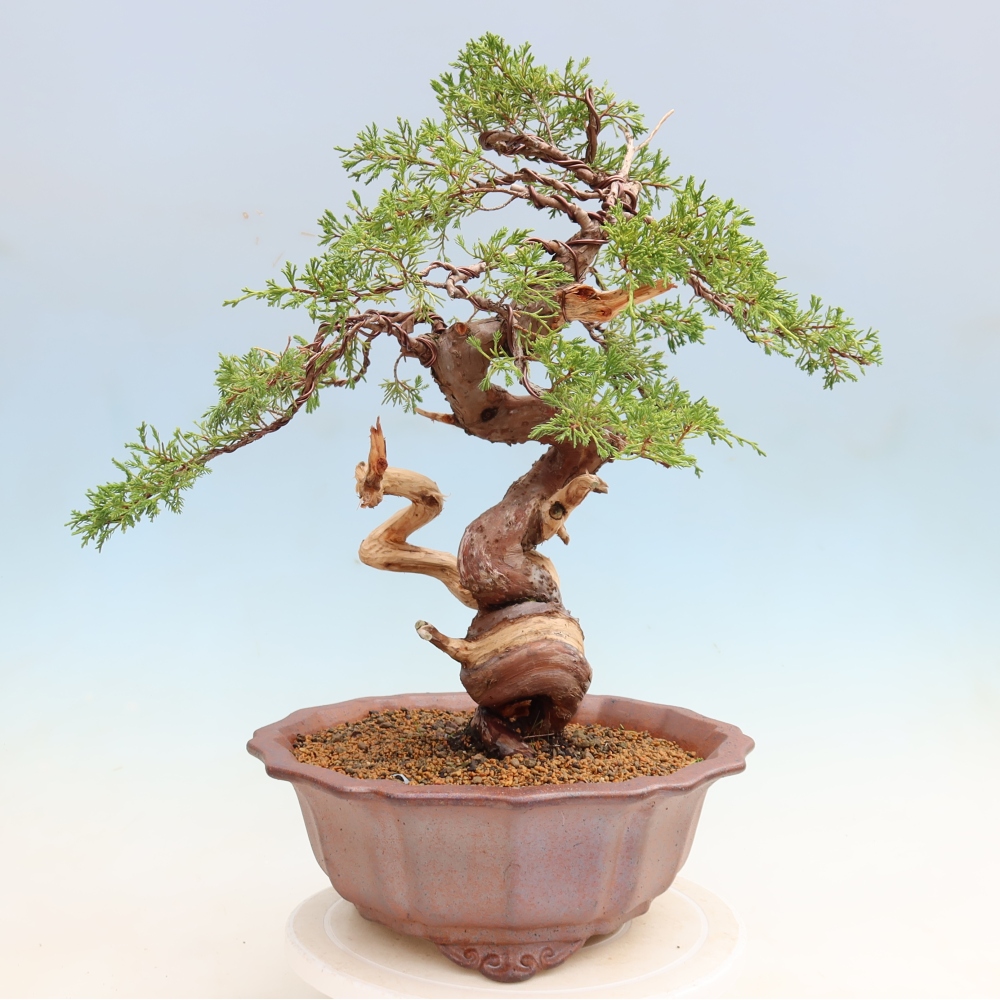 Kültéri bonsai - Juniperus chinensis Itoigawa-Juniperus chinensis