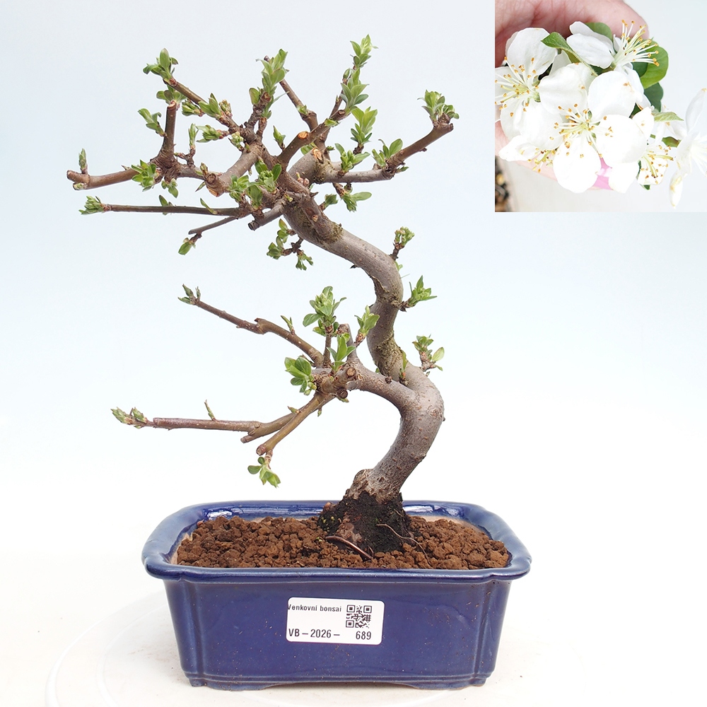 Kültéri bonsai - Malus sargentii - Kis gyümölcsű almafa