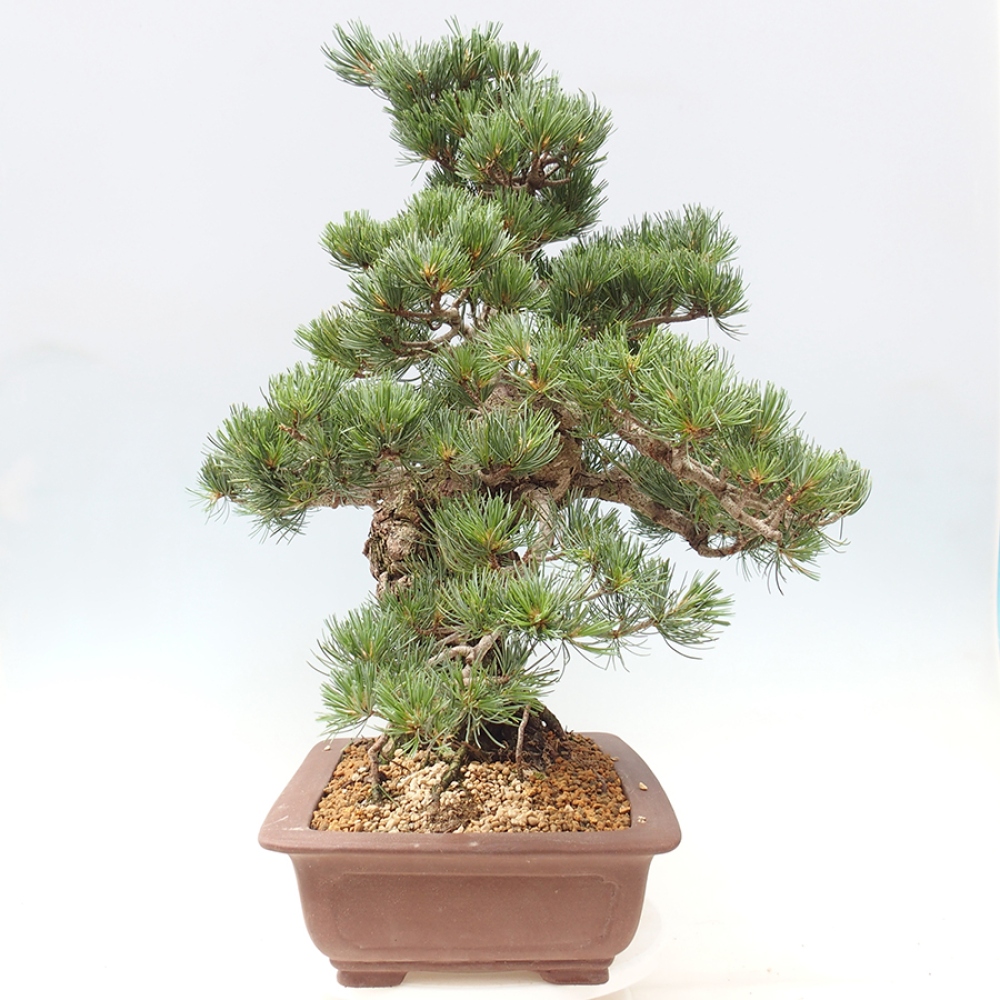 Kültéri bonsai - Pinus parviflora - Pinus parviflora