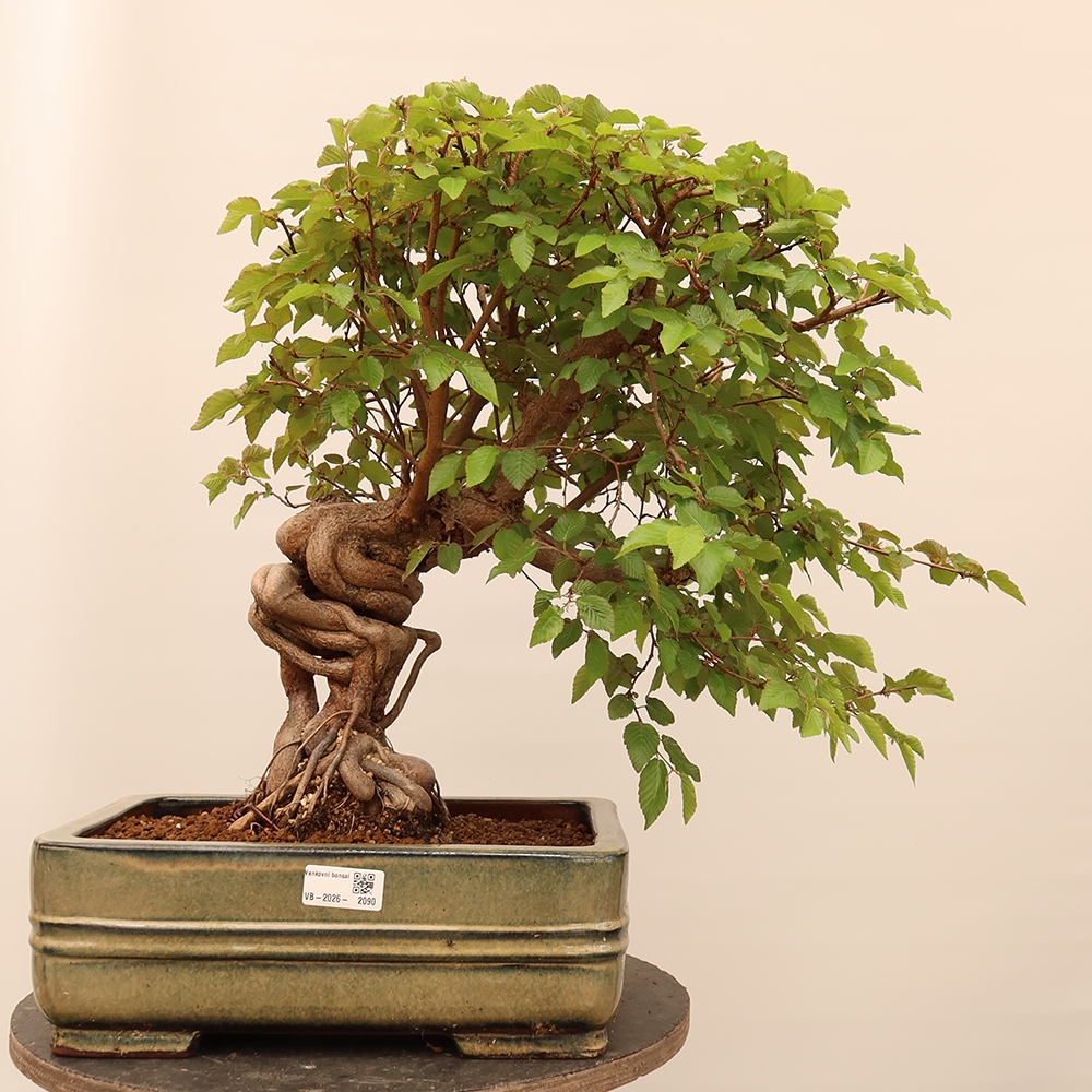 Kültéri bonsai -Carpinus Coreana - Koreai gyertyánfa