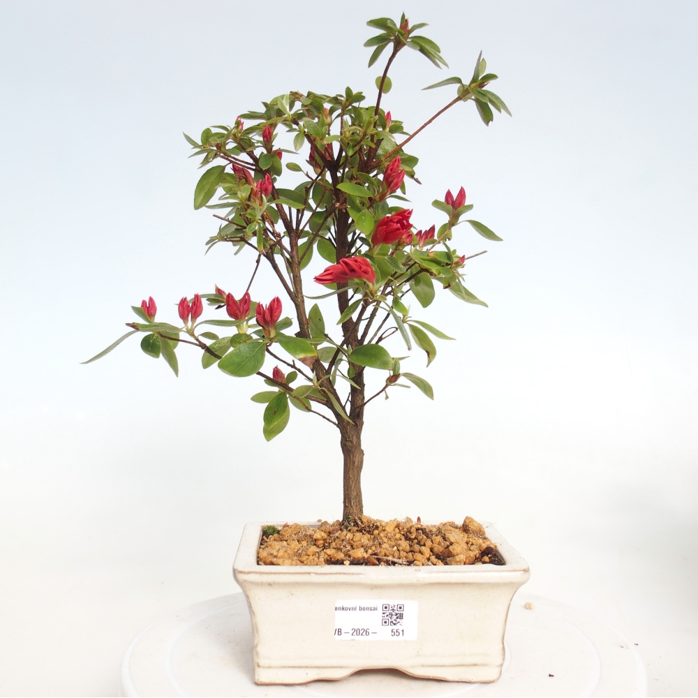Kültéri bonsai - japán azálea - Azalea sp.