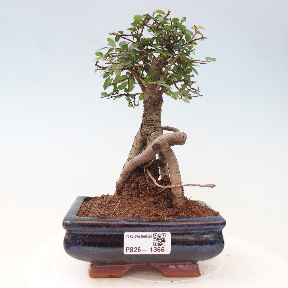 Szobai bonsai - Ulmus parvifolia - Kislevelű szilfa