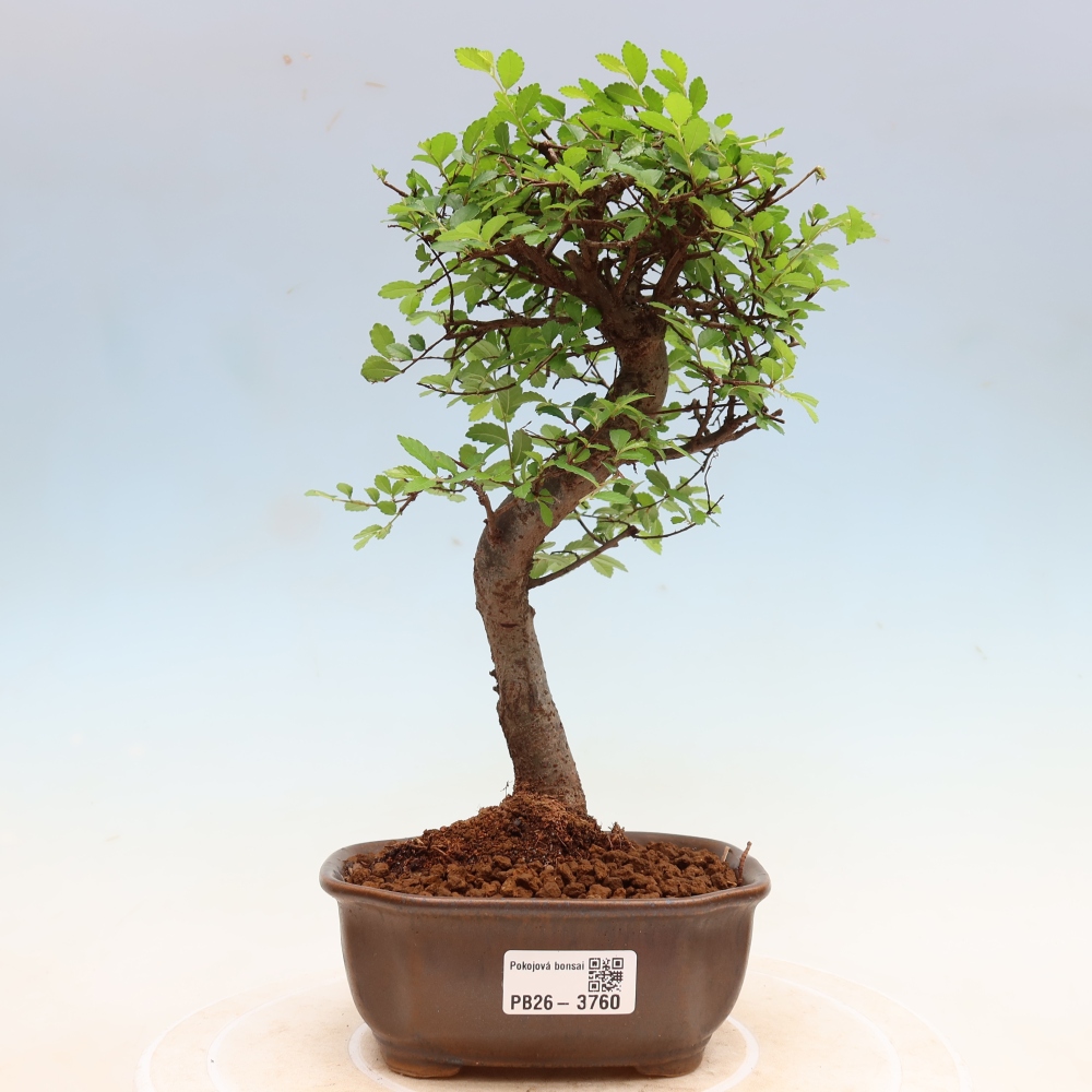 Szobai bonsai - Ulmus parvifolia - Kislevelű szilfa