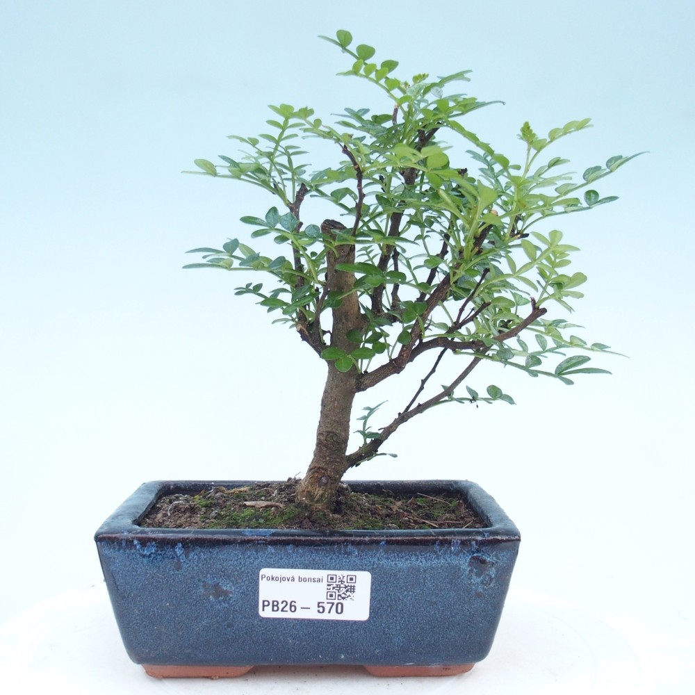 Szobai bonsai - Zantoxylum piperitum - borsfa