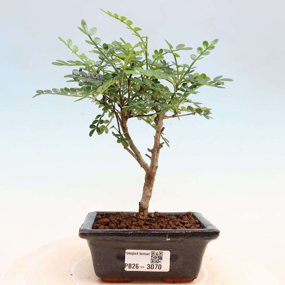 Szobai bonsai - Zantoxylum piperitum - borsfa