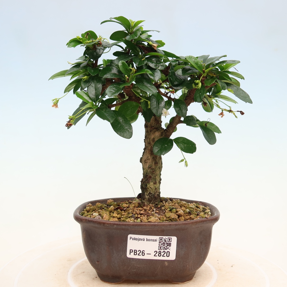 Szobai bonsai - Carmona macrophylla - Tea fuki