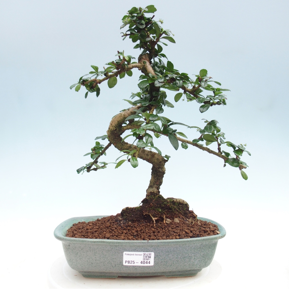 Szobai bonsai - Carmona macrophylla - Tea fuki