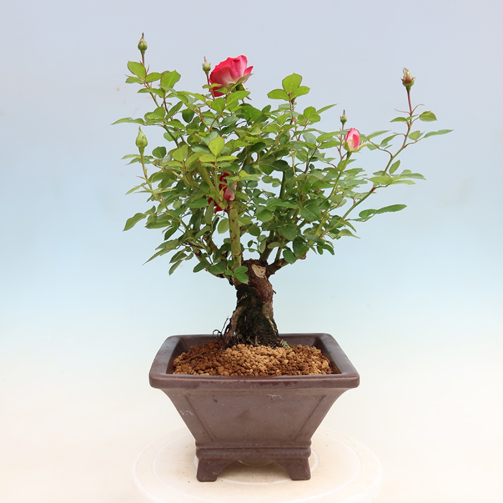 Kültéri bonsai - Rosa Kordes - rózsa