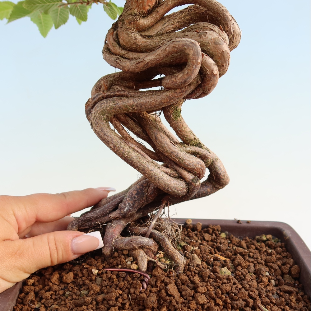 Kültéri bonsai -Carpinus Coreana - Koreai gyertyánfa