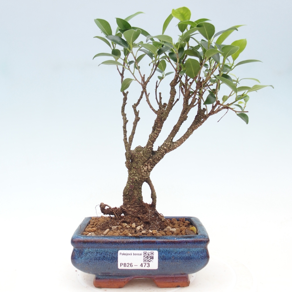 Szobai bonsai - Ficus retusa - kislevelű fikusz