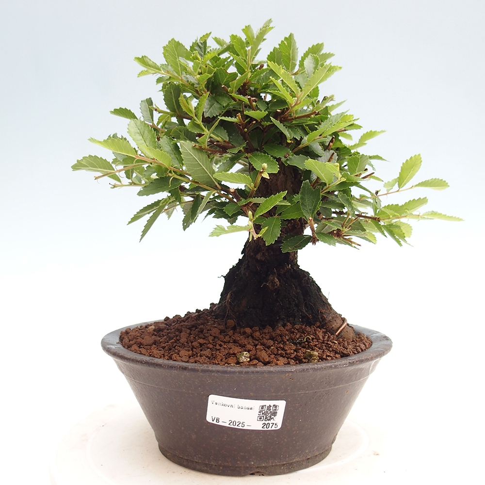 Kültéri bonsai - Zelkova - Zelkova NIRE