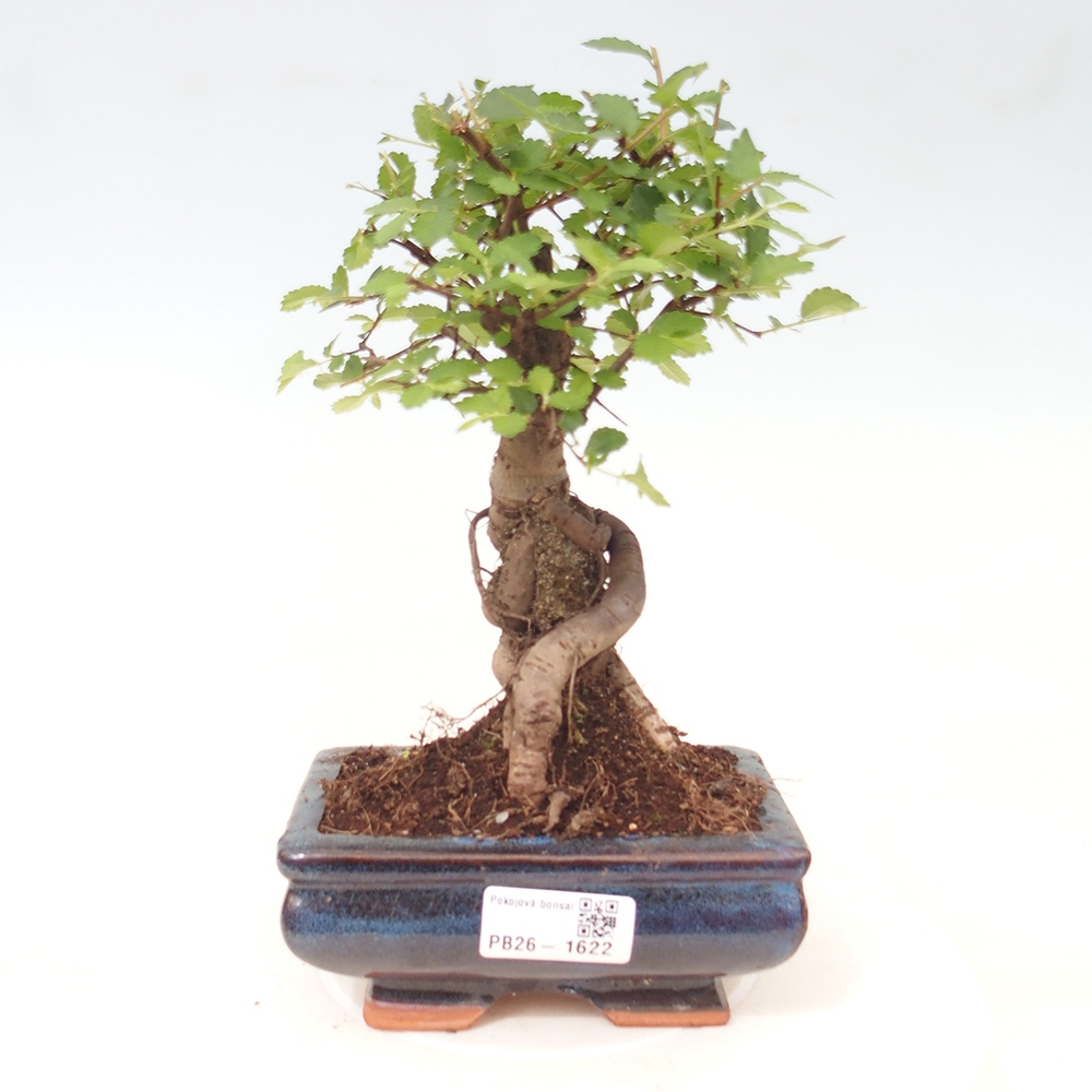 Szobai bonsai - Ulmus parvifolia - Kislevelű szilfa