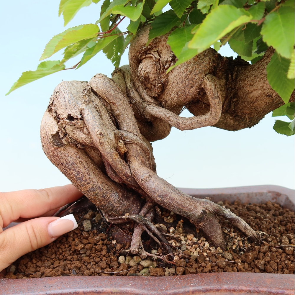 Kültéri bonsai -Carpinus Coreana - Koreai gyertyánfa