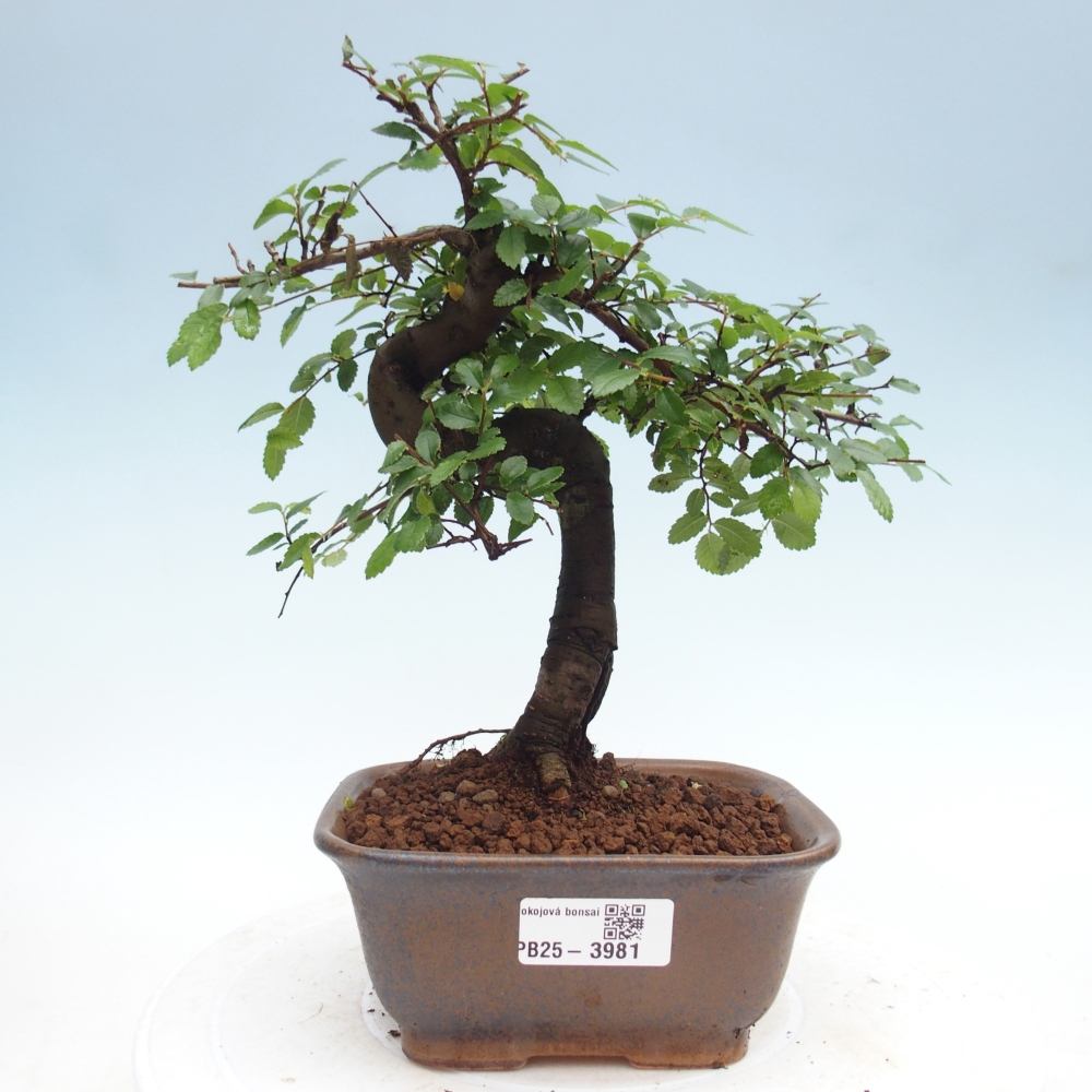 Szobai bonsai - Ulmus parvifolia - Kislevelű szilfa