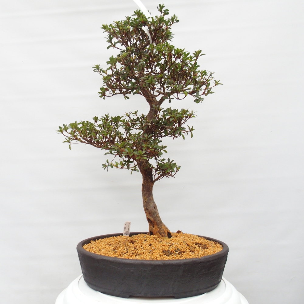Kültéri bonsai - Japán azálea - Azalea Hanatsuzuri