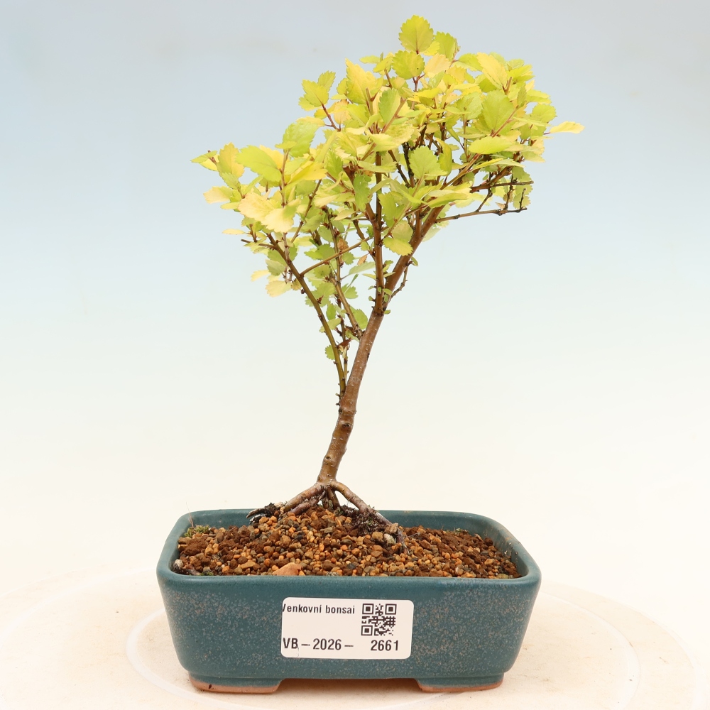 Kültéri bonsai – törpe nyír – Betula NANA Golden Treasure