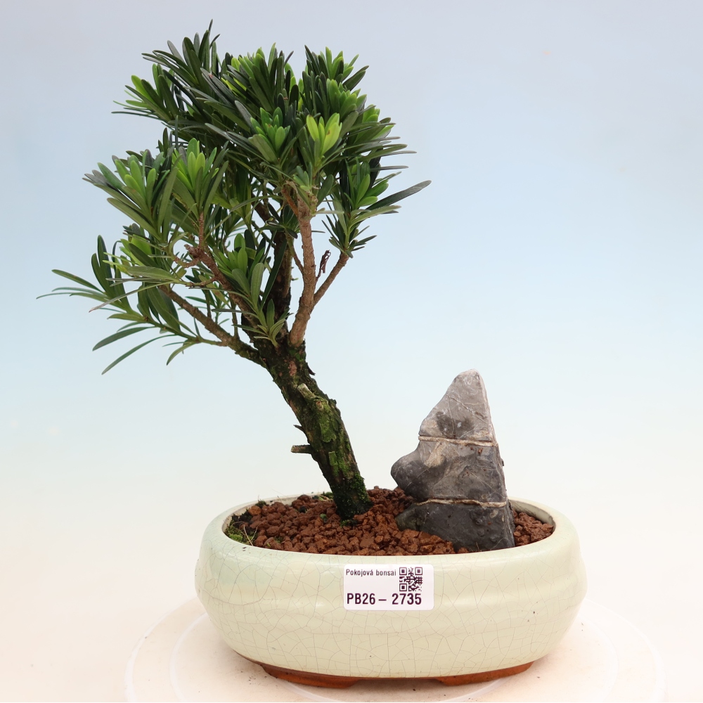 Szobai bonsai - Podocarpus - Kőtiszafa