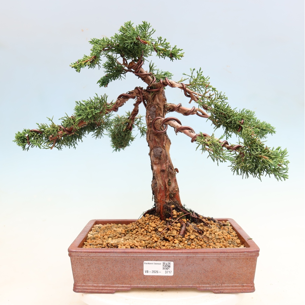 Kültéri bonsai - Juniperus chinensis Kishu