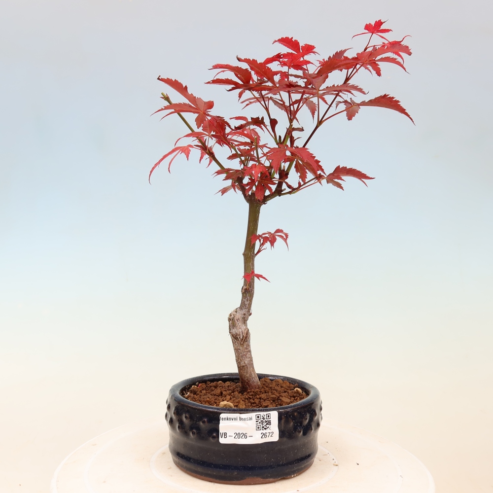 Kültéri bonsai - Acer pálma. Atropurpureum-Javor palmate