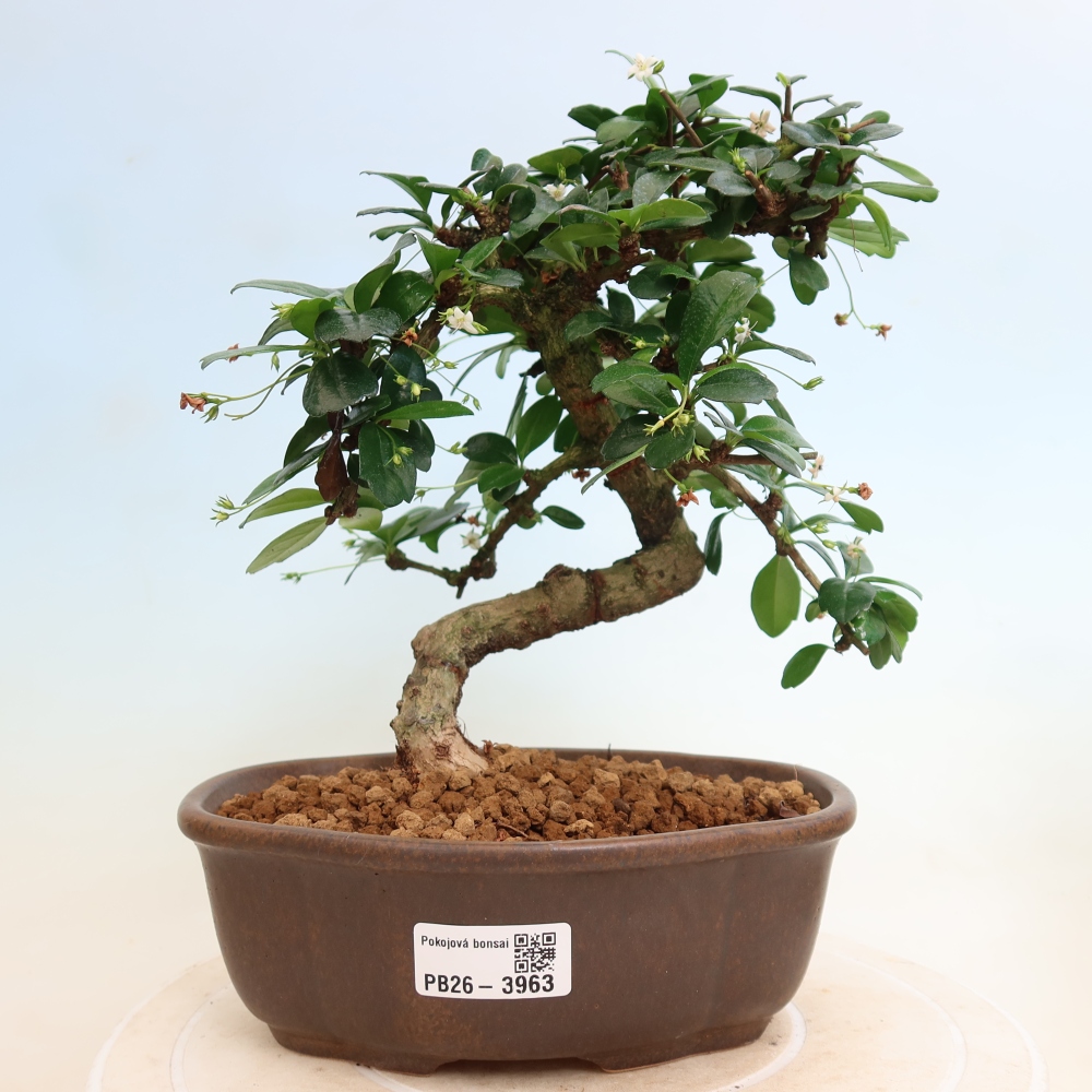 Szobai bonsai - Carmona macrophylla - Tea fuki